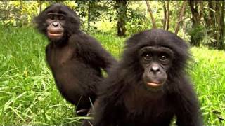 BONOBOS  Bande annonce HD sortie le 30 mars 2011 [upl. by Filide]