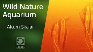 Altum Skalar  WILD NATURE AQUARIUM  JBL [upl. by Oiled530]