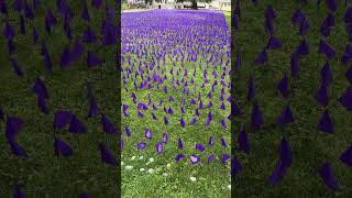 International Overdose Awareness Day National Recovery Month Opioid Abuse Boston Common Purple flags [upl. by Enyedy]