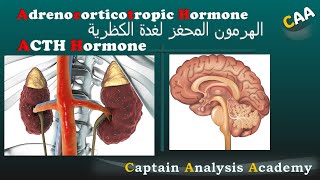 E2 ACTH Hormone الهرمون المحفز للغدة فوق الكلوية بالتفصيل وبطريقة لن تنساها [upl. by Eisac]