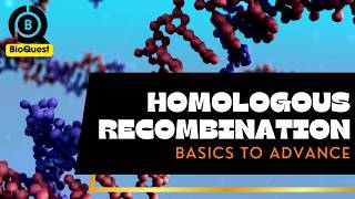 Recombination  Homologous Recombination  Fundamental Processes  Basics to Advance [upl. by Narok]