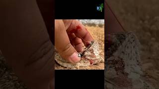 This lizard shoots blood from the eyes [upl. by Abernathy780]