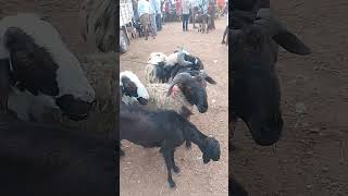 VM Sheep Farmsheepfarm animals achampet sheeps goat viralshort youtubeshorts short [upl. by Llerehs583]