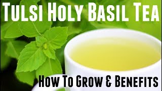 Holy Basil Tulsi Tea  How to Grow amp Life Changing Health Benefits [upl. by Handbook]