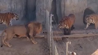 Lion VS Tiger Real Fight  Tiger VS Lion  Tough Creatures [upl. by Eelrahs]