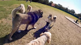 Massive Caucasian Ovcharka amp Pitbull Puppy Dog Park Testing  Tsavo [upl. by Joscelin]