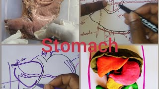 STOMACH ANATOMY  Full lecture [upl. by Aivek860]