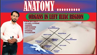 9 Regions of Abdomen  Organs in left Iliac Region  Made easy [upl. by Webber]