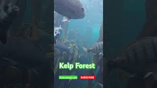 Kelp Forest [upl. by Gladys]