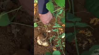 Jicama fruit harvest from farmer  Farming life jicama fruit farming agriculture shorts [upl. by Dorweiler334]