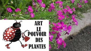 Tuto jardinage Aubrieta Cascade Red photos de fleurs et de plantes vivaces [upl. by Levesque]