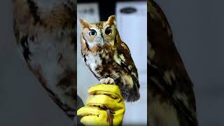 Eastern Screech Owl Sound Video Short North America Nature Sounds [upl. by Labotsirhc]