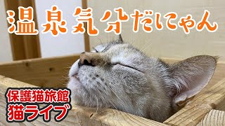 のんびり暮らす高齢猫部屋のライブ配信 [upl. by Nyved]