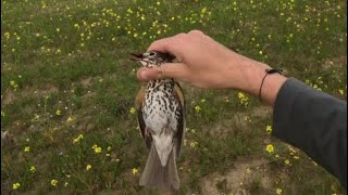 KKTC 20232024 Cikla Avı 4  Cyprus Turdus Huntingκυπριακό turdus κυνήγι [upl. by Atiuqrehs]