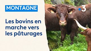 Cest le début de la transhumance en Alsace [upl. by Aigil]