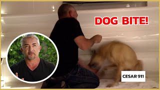 Cesar Millan gets bitten by an insecure dog  Cesar 911 [upl. by Huan]