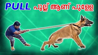 LEASH വലിച്ച് ഓടുന്നതിന്റെ കാരണങ്ങൾ ഇതൊക്കെയാണ്  DOG LEASH PULLING REASOINS AND MISTAKES [upl. by Enael]