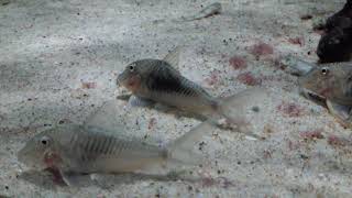 Corydoras geoffroy wild Suriname [upl. by Ynner]