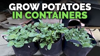 How to Grow Potatoes in Containers Hilling Up Process Explained [upl. by Anauqahs236]