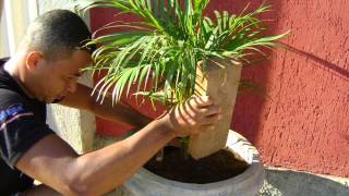 ARECA BAMBU PLANTADA EM VASO DE CIMENTO [upl. by Onaivatco]