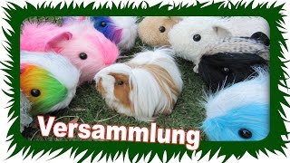 Die Meerschweinchen Versammlung  Die Meeries [upl. by Davies]