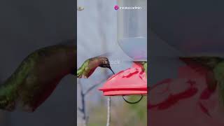 FACT  Hummingbirds bird [upl. by Yks]