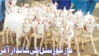 Markhor Nasal ki Bakriya Tyar Bakriya [upl. by Pilloff]