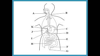 Combined Science  Biology  Human Alimentary Canal  Dr Hanaa Assil [upl. by Moreville]