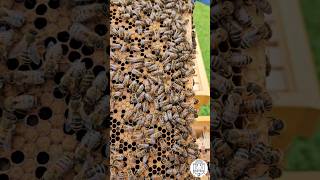 Brood Frame Inspection 🐝🔍 bee beekeeping пчеловодство imkern apicultura honeybee fyp farming [upl. by Hewe]