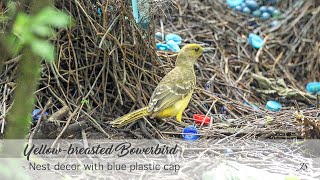 Yellowbreasted Bowerbird  Nest decor with blue plastic cap [upl. by Rauch]