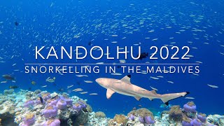 Snorkelling in the Maldives  Kandolhu  2022 [upl. by Anivek]