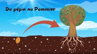 Du pépin au Pommier  Documentaire pour enfants  Sciences ludiques  Fiches GRATUITES 🍃 [upl. by Deedahs]