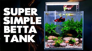 Aquascape Tutorial Betta Cube Aquarium How To Step By Step Planted Tank Guide [upl. by Aiciram]