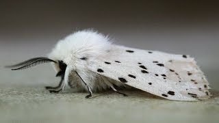 Slow Motion Moth  White Ermine Moth [upl. by Gnirps]