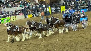 National western stock show pro rodeo Denver Colorado 2024 [upl. by Ybloc]