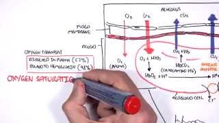 Respiration Gas Exchange [upl. by Kcirdderf494]