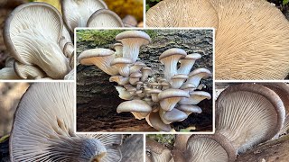 Austernseitling Verwechslung amp Zubereitung  Austernpilz Winterauster  Pleurotus ostreatus [upl. by Aneetsirk100]