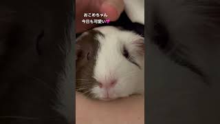 今日も可愛いおこめちゃん モルモット guineapig モルモル 可愛い music [upl. by Paynter]