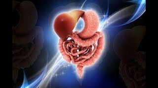 Mechanism Secretion in Small and Large Intestine  Digestive System [upl. by Mowbray]