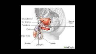 What is androgen insensitivity syndrome health [upl. by Ehman]