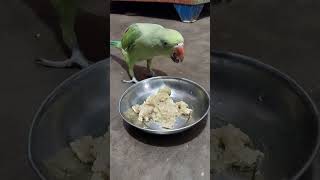 Chutku ki subah ki diet parrottalking mitthutota parrotparrot birds mittoo [upl. by Lelith]