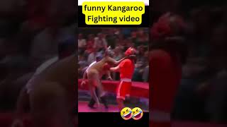 discover those 3 amazing Australian kangaroos fighting man challenges shortvideo [upl. by Notlrahc]