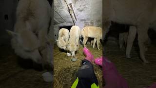 Kveldsnacks😎 Alpakka Alpaca Alpacafarm Norway NorthNorway [upl. by Seyah167]