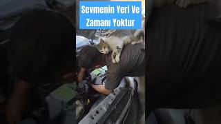 Sevmenin Yeri Ve Zamanı Yoktur destek kedi like4like [upl. by Head412]