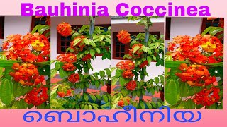 Bauhinia CoccineaBauhinia CocciniaBeautiful Western Red Trailing Vine Flower plant BauhiniaCaring [upl. by Kelda]