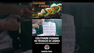 TASSELLI DI MICELIO I SEMI DEI TUOI FUNGHI DA COLTIVARE  COME FARE UNA FUNGAIA IN TRONCHI [upl. by Naujahs]