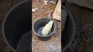 Simple way to boil corn shorts bushcraft outdoors survival viralvideo camping skills forest [upl. by Ordep]