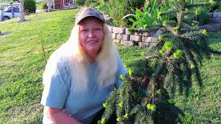 Planting A Tree On A Slope  Weeping Norway Spruce [upl. by Yran846]