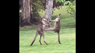 Epic Kangaroo Fight  who won [upl. by Mckenzie]