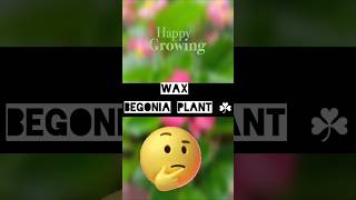 Beautiful wax begonia ☘️ shortsfeed flowers shorts videoviralshorts [upl. by Annauqaj]